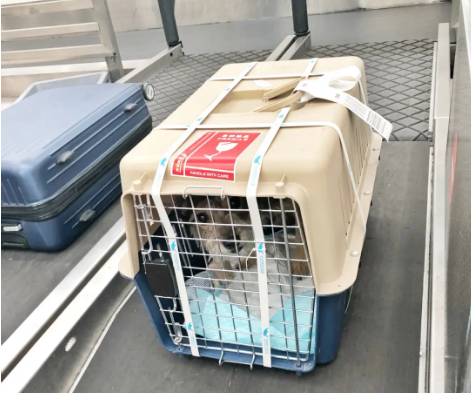 五家渠宠物托运 宠物托运公司 机场宠物托运 宠物空运